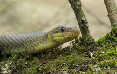 Zamenis longissimus