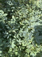 Baptisia australis minor