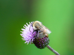 Bombus schrencki