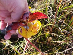 Sarracenia