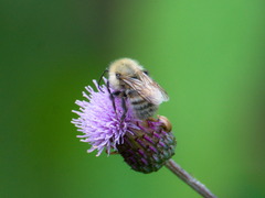 Bombus schrencki