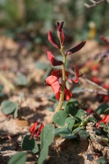 Indigofera procumbens