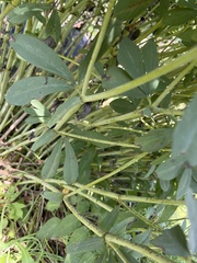 Baptisia australis minor