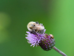 Bombus schrencki