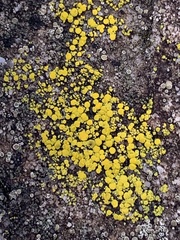 Candelariella