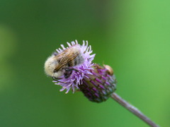 Bombus schrencki