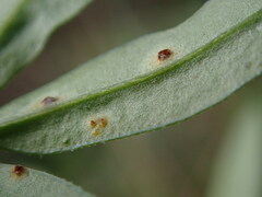 Puccinia difformis