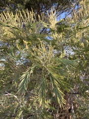 Acacia dealbata