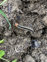 Trichordestra legitima
