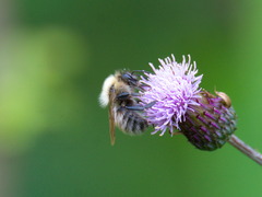Bombus schrencki