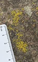 Candelariella