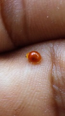 Cryptognatha auriculata