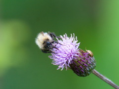 Bombus schrencki