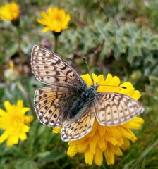 Boloria napaea