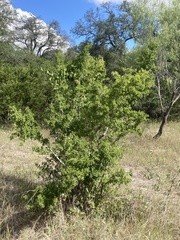 Condalia hookeri