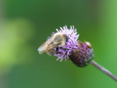 Bombus schrencki