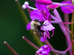 Bombus schrencki