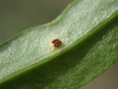 Puccinia difformis