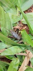 Miogryllus