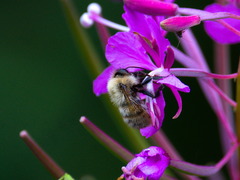 Bombus schrencki