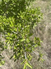 Condalia hookeri