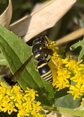 Euodynerus foraminatus