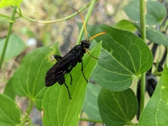 Gnamptopelta obsidianator