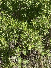 Condalia hookeri