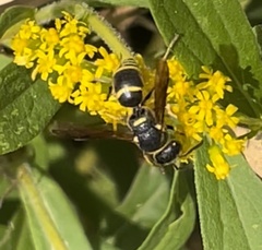 Euodynerus foraminatus