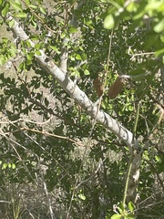 Condalia hookeri