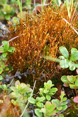 Tetraplodon mnioides