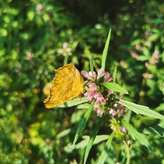 Polygonia c-aureum