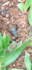 Miogryllus