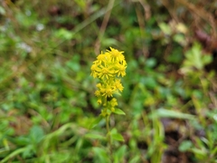 Solidago simplex