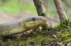 Zamenis longissimus