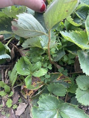 Fragaria vesca