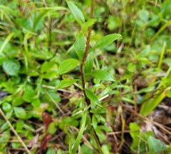 Solidago simplex