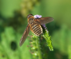 Poecilanthrax lucifer