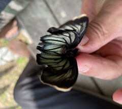 Pyrrhochalcia iphis