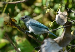 Thraupis sayaca
