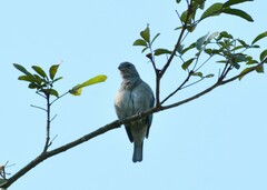Thraupis sayaca