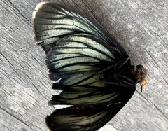 Pyrrhochalcia iphis