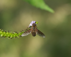Poecilanthrax lucifer