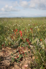 Indigofera procumbens