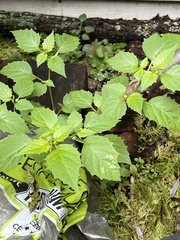 Physalis philadelphica
