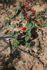 Indigofera procumbens