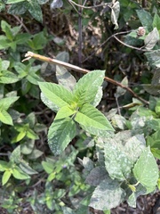 Monarda