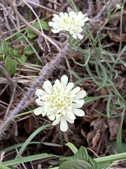 Scabiosa ochroleuca