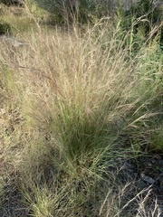 Aristida purpurea