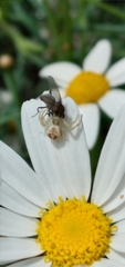 Misumenops